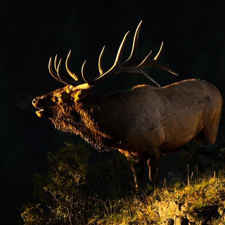 Frontier Mountain Retreat - Monthly Long-Term Vacation Rental 30 Days Minimum -- Estes Park Apts Luaran gambar