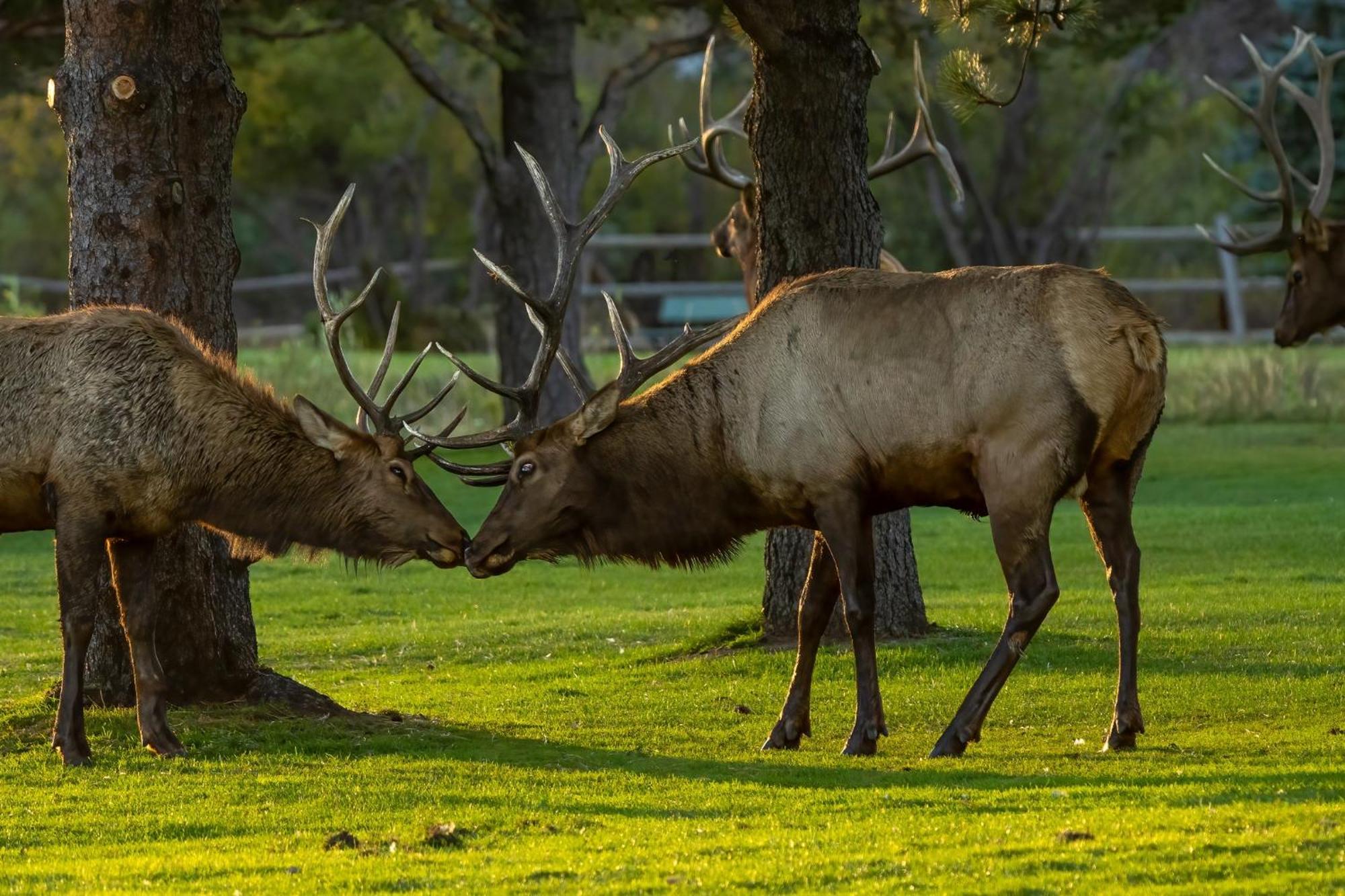 Frontier Mountain Retreat - Monthly Long-Term Vacation Rental 30 Days Minimum -- Estes Park Apts Luaran gambar